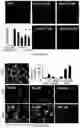 Fig. 19 - Bisaminoquinoline compounds, pharmaceutical compositions prepared therefrom and their use