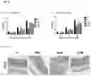 Fig. 13 - 8-phenyl-isoquinolines and pharmaceutical composition thereof used in the treatment of irritable bowel syndrome