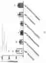 Fig. 06 - Isoquinoline-steroid conjugates and uses thereof
