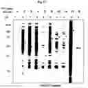 Fig. 04 - Photoreactive ligands and uses thereof