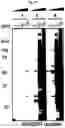 Fig. 07 - Photoreactive ligands and uses thereof