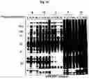 Fig. 08 - Photoreactive ligands and uses thereof