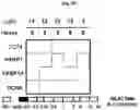 Fig. 13 - Photoreactive ligands and uses thereof