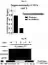 Fig. 15 - Photoreactive ligands and uses thereof