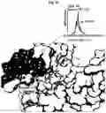 Fig. 29 - Photoreactive ligands and uses thereof