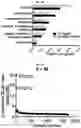 Fig. 41 - Photoreactive ligands and uses thereof