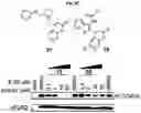Fig. 50 - Photoreactive ligands and uses thereof
