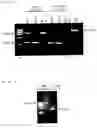 Fig. 03 - ANIMAL MODEL OF A MOOD DISORDER AND SCREENING METHOD