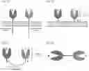 Fig. 02 - COMBINATION THERAPIES COMPRISING SIRP ALPHA-BASED CHIMERIC PROTEINS