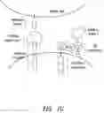 Fig. 08 - Multipartite signaling proteins and uses thereof