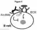 Fig. 05 - METHODS AND COMPOSITIONS FOR INHIBITING CD32B EXPRESSING CELLS