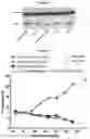 Fig. 31 - METHODS AND COMPOSITIONS FOR INHIBITING CD32B EXPRESSING CELLS