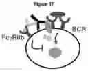 Fig. 42 - METHODS AND COMPOSITIONS FOR INHIBITING CD32B EXPRESSING CELLS