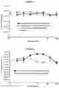 Fig. 50 - METHODS AND COMPOSITIONS FOR INHIBITING CD32B EXPRESSING CELLS