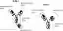 Fig. 01 - T CELL RECEPTOR LIKE ANTIBODIES
