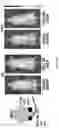 Fig. 22 - T CELL RECEPTOR LIKE ANTIBODIES