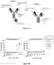 Fig. 25 - T CELL RECEPTOR LIKE ANTIBODIES