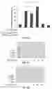 Fig. 07 - Inhibitors of prototypic galectin dimerization and uses thereof