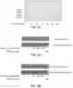 Fig. 08 - Inhibitors of prototypic galectin dimerization and uses thereof