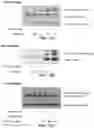 Fig. 13 - Inhibitors of prototypic galectin dimerization and uses thereof