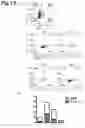 Fig. 13 - PROPHYLACTIC AGENT, ONSET-SUPPRESSING AGENT OR THERAPEUTIC AGENT FOR PROGRESSIVE IMMUNE DEMYELINATING DISEASES