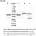 Fig. 07 - Antibody variable domains and antibody constructs