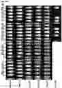Fig. 24 - Antibody variable domains and antibody constructs