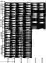 Fig. 25 - Antibody variable domains and antibody constructs