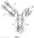 Fig. 02 - BISPECIFIC ANTIBODY