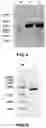 Fig. 04 - BISPECIFIC ANTIBODY