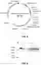 Fig. 06 - BISPECIFIC ANTIBODY