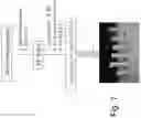 Fig. 09 - Three-dimensional porous polyurea networks and methods of manufacture