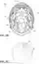 Fig. 05 - ANTIMICROBIAL COATING APPLIED TO PROTECTIVE BODY EQUIPMENT SUCH AS HELMETS, SHOULDER PADS, AND ELBOW PADS