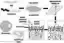 Fig. 01 - AMPHIPHILIC SURFACE-SEGREGATING POLYMER MIXTURES