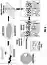 Fig. 02 - AMPHIPHILIC SURFACE-SEGREGATING POLYMER MIXTURES