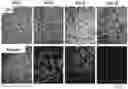 Fig. 01 - CELL CULTURING SUBSTRATE, PRODUCTION METHOD THEREFOR, AND METHOD FOR CULTURING CELLS