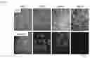 Fig. 04 - CELL CULTURING SUBSTRATE, PRODUCTION METHOD THEREFOR, AND METHOD FOR CULTURING CELLS