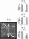 Fig. 18 - METHOD AND APPARATUS FOR CONTROLLING DELIVERY OF MATERIAL INTO CELLS