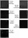 Fig. 08 - Methods for culturing human keratinocytes