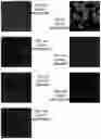 Fig. 09 - Methods for culturing human keratinocytes