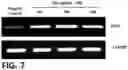 Fig. 08 - COMPOSITION COMPRISING GLYCYRRHIZIN FOR INDUCING DIFFERENTIATION INTO MYELOID-DERIVED SUPPRESSOR CELL FROM MYELOID CELL