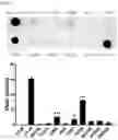 Fig. 04 - Exosome for stimulating T cell and pharmaceutical use thereof