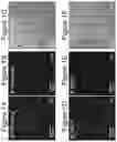 Fig. 02 - Methods of culturing t cells and uses of same