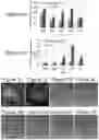 Fig. 03 - Methods of culturing t cells and uses of same