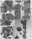 Fig. 08 - Methods of culturing t cells and uses of same