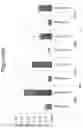 Fig. 15 - Methods of culturing t cells and uses of same