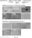 Fig. 38 - End-to-end cell therapy automation