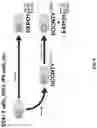 Fig. 10 - Genetically modified genes and cells, and methods of using same for silencing virus gene expression