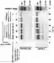 Fig. 13 - Genetically modified genes and cells, and methods of using same for silencing virus gene expression