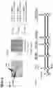 Fig. 10 - Neuromuscular junction